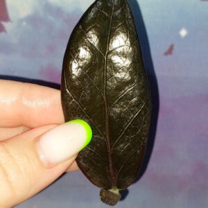 Zamioculcas Black Akebono