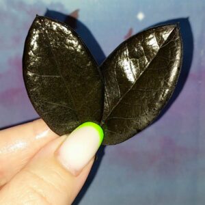 Zamioculcas Black Akebono