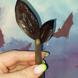 Zamioculcas Black Akebono