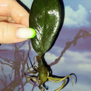 Zamioculcas Black Akebono