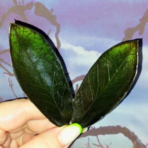 Zamioculcas Black Emerald