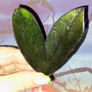 Zamioculcas Black Emerald