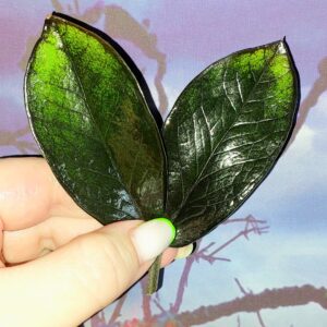 Zamioculcas Black Emerald