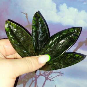 Zamioculcas Black Emerald