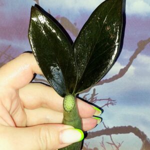 Zamioculcas Black Emerald