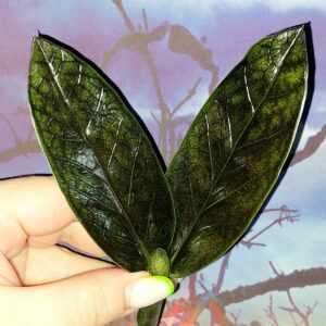Zamioculcas Black Emerald
