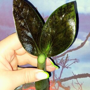 Zamioculcas Black Emerald