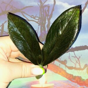 Zamioculcas Black Emerald