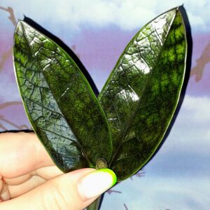 Zamioculcas Black Emerald