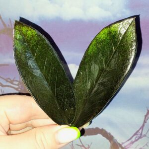 Zamioculcas Black Emerald