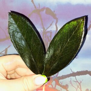 Zamioculcas Black Emerald