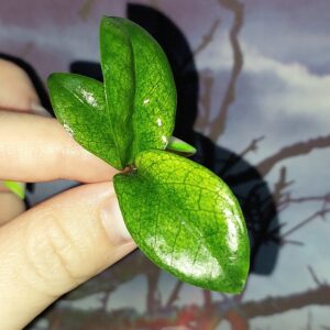 Zamioculcas Dwarf Variegated