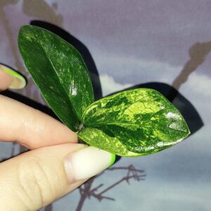 Zamioculcas Dwarf Variegated