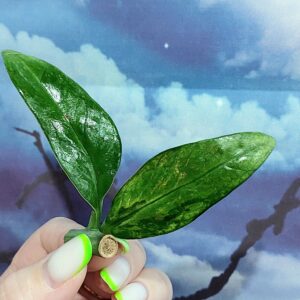 Zamioculcas Queen