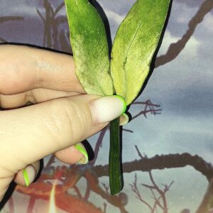 Zamioculcas Queen