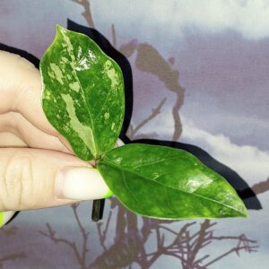 Zamioculcas Queen