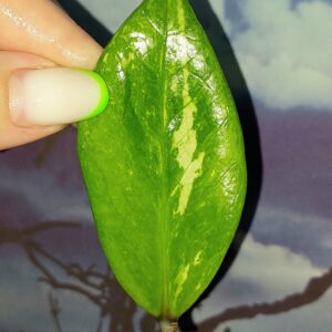 Zamioculcas Silver Green Mutation
