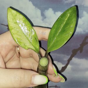 Zamioculcas Silver Green Mutation