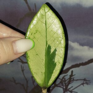 Zamioculcas Silver Green Mutation