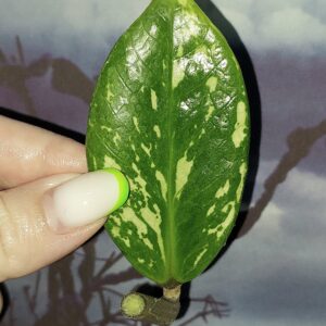 Zamioculcas Silver Green Mutation