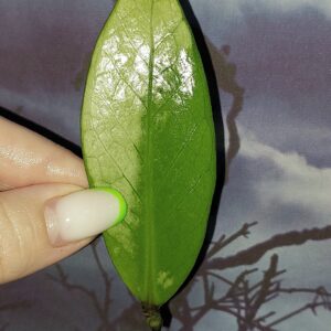 Zamioculcas Silver Green Mutation