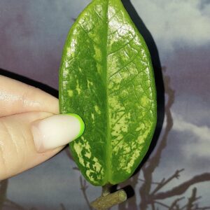 Zamioculcas Silver Green Mutation