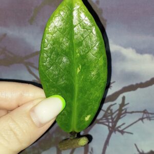 Zamioculcas Silver Green Mutation