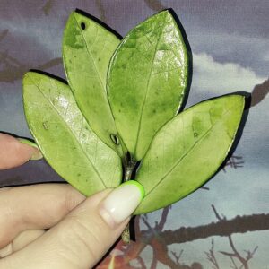 Zamioculcas Silver Green Mutation