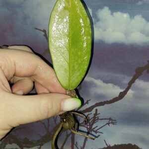Zamioculcas Silver Green Mutation