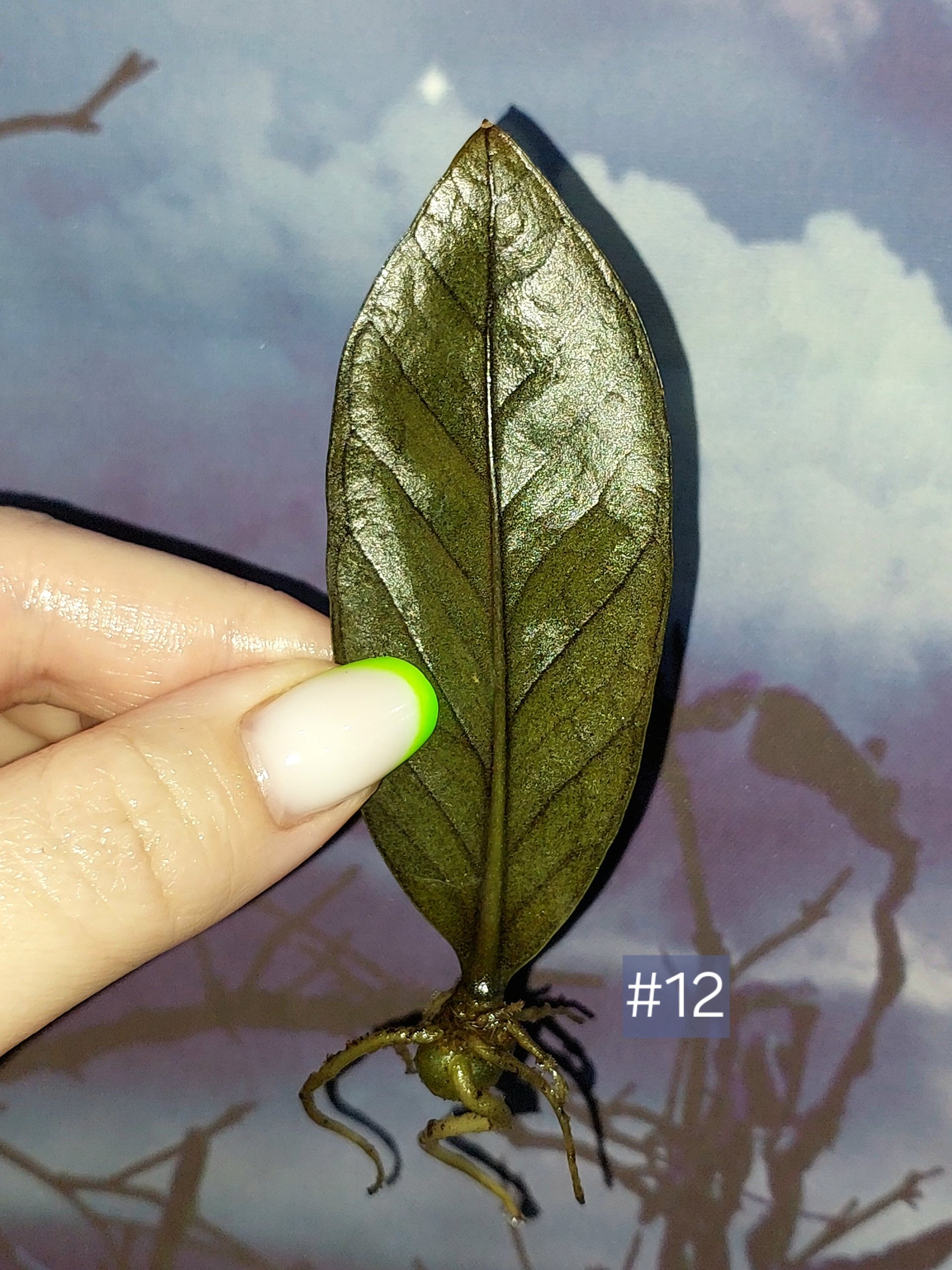 Zamioculcas Black Orange
