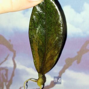 Zamioculcas Black Orange