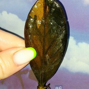 Zamioculcas Black Orange