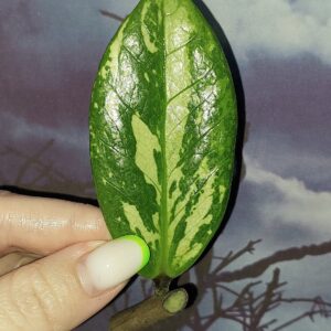 Zamioculcas Silver Green Mutation
