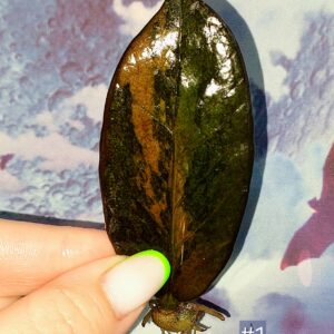 Zamioculcas Black Orange