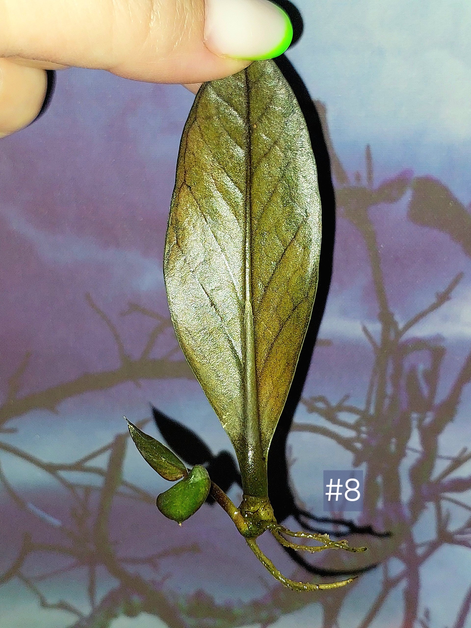 Zamioculcas Black Orange