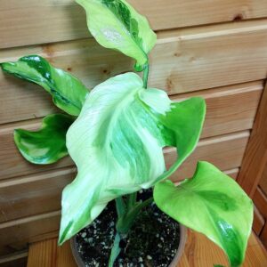 Monstera Flamicito