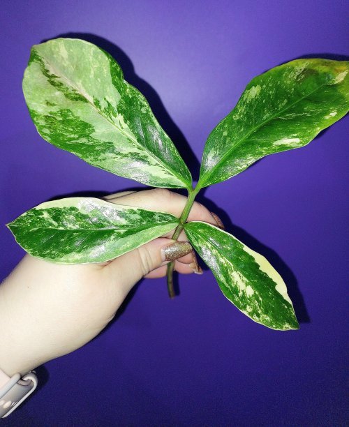 Zamioculcas Long Live Variegated