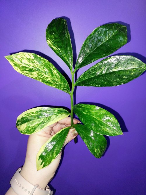 Zamioculcas Long Live Variegated