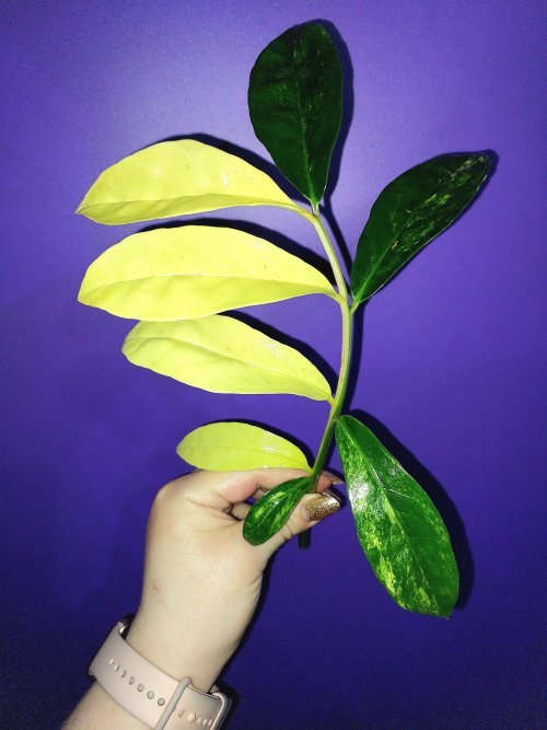 Zamioculcas Long Live Variegated