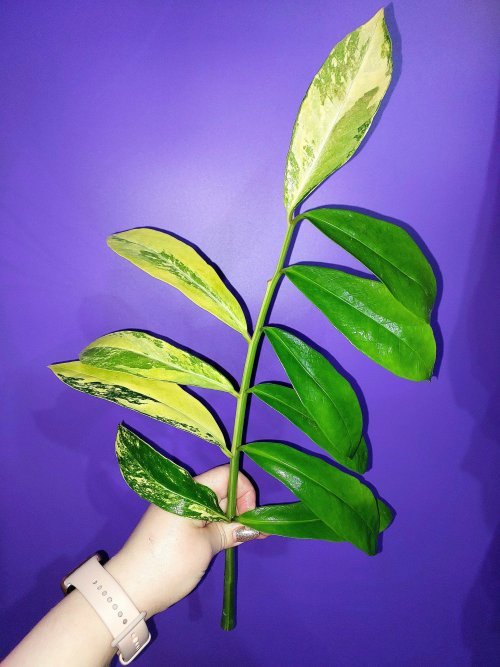 Zamioculcas Long Live Variegated