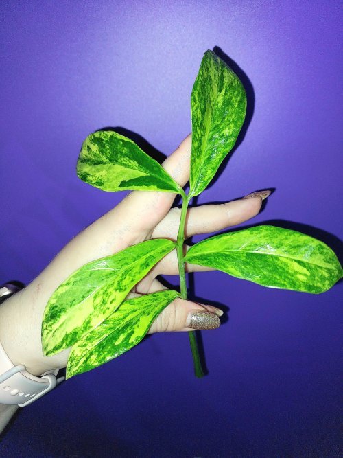 Zamioculcas Long Live Variegated