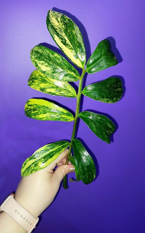 Zamioculcas Long Live Variegated