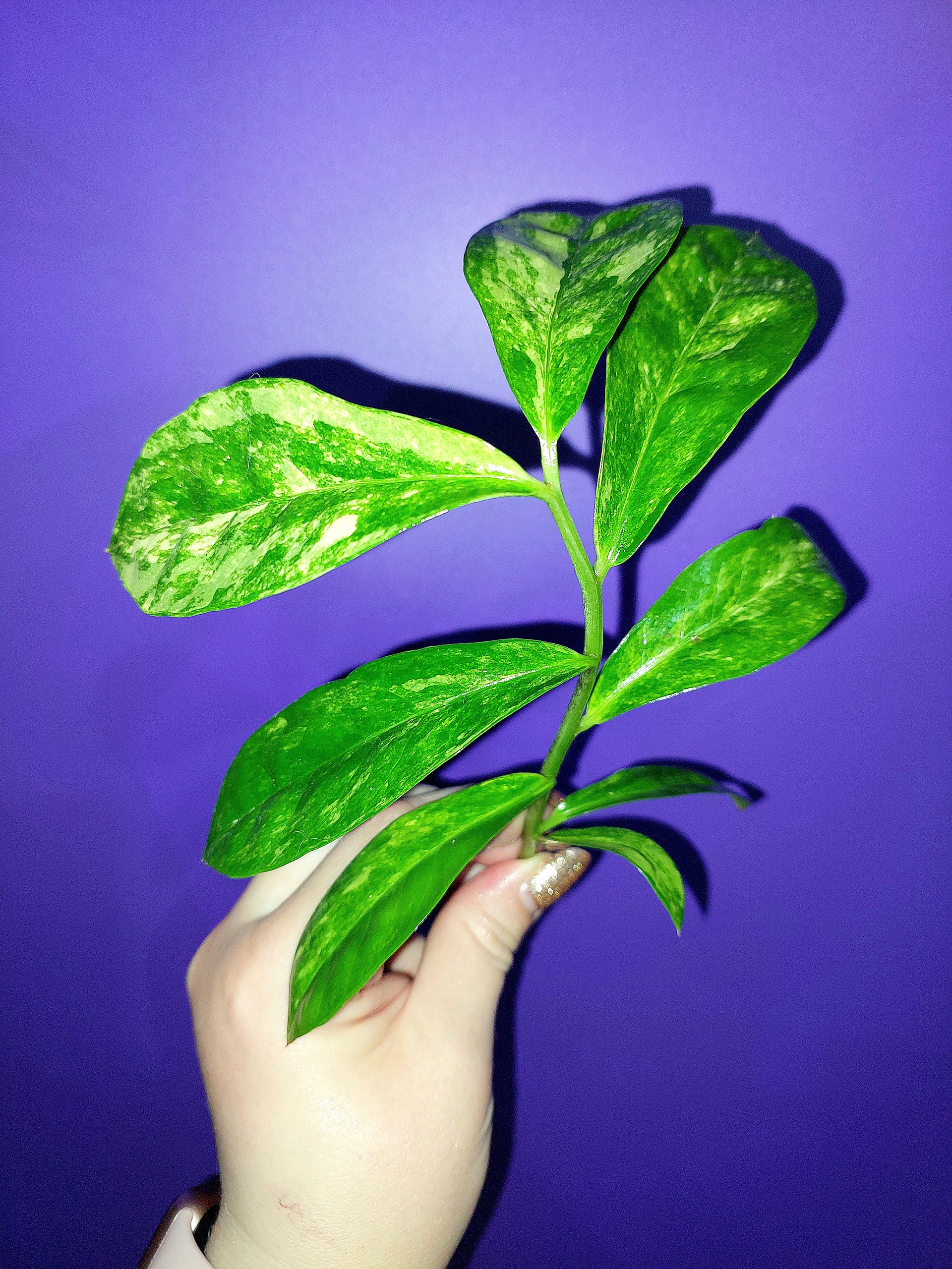 Zamioculcas Long Live Variegated