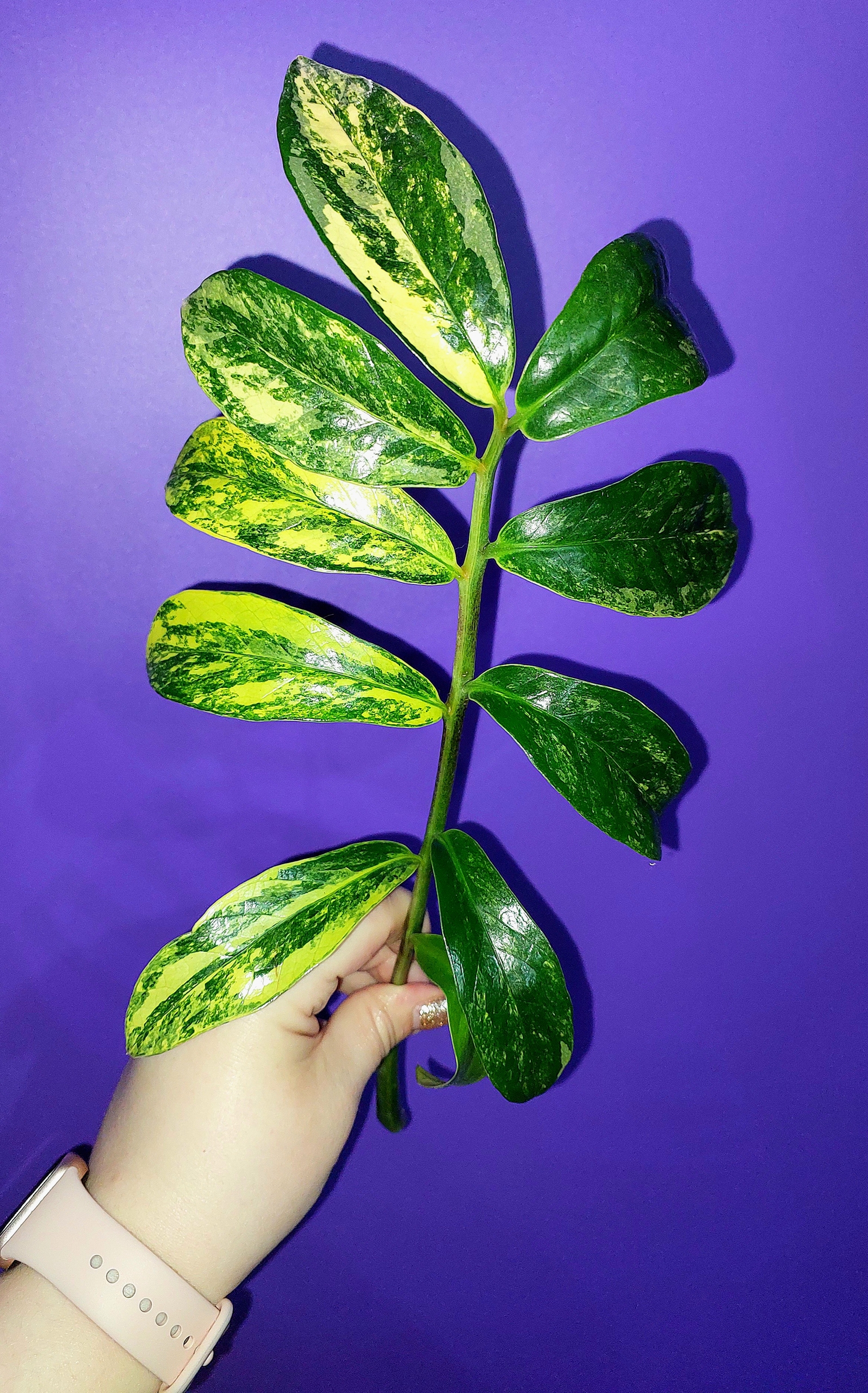 Zamioculcas Long Live Variegated