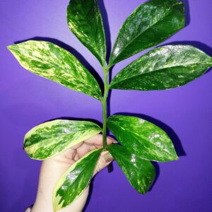 Zamioculcas Long Live Variegated