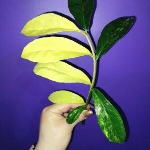 Zamioculcas Long Live Variegated