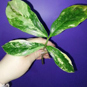 Zamioculcas Long Live Variegated