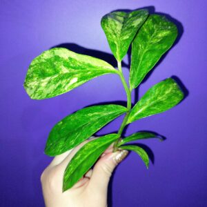 Zamioculcas Long Live Variegated