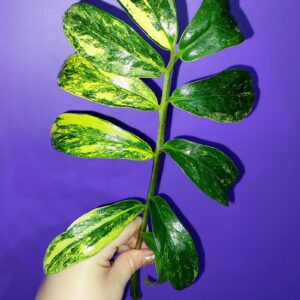 Zamioculcas Long Live Variegated