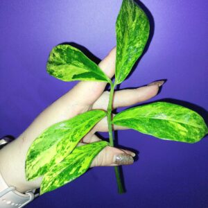 Zamioculcas Long Live Variegated